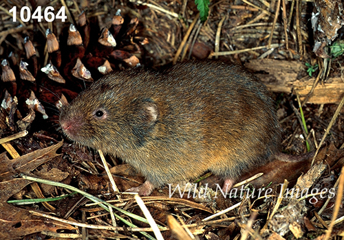 Microtus-pinetorum Woodland-Vole