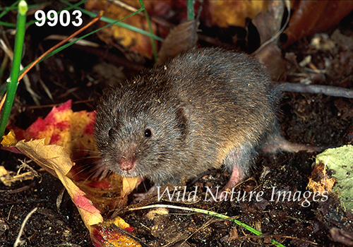 Microtus-pinetorum Woodland-Vole