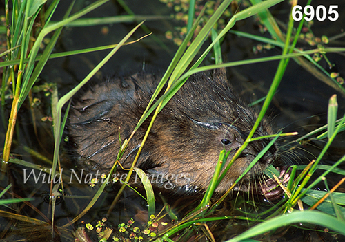 Ondatra-zibethicus Muskrat