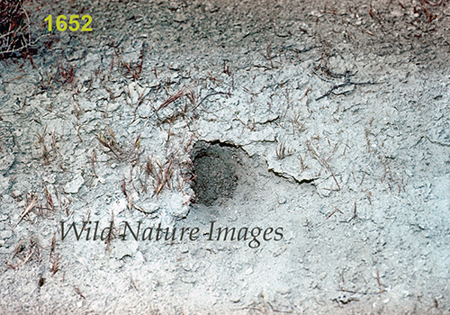Small Five-toed Jerboa (Allactaga elater) burrow