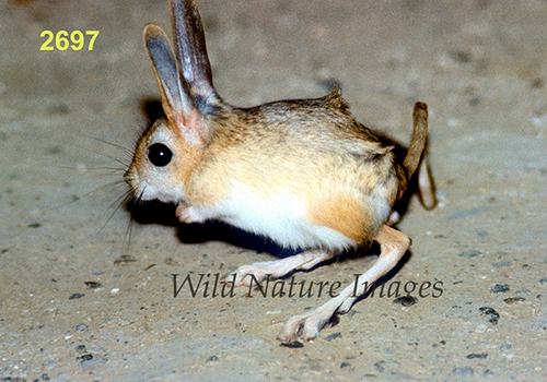 Small Five-toed Jerboa (Allactaga elater)