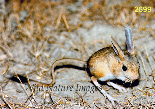 Small Five-toed Jerboa (Allactaga elater)