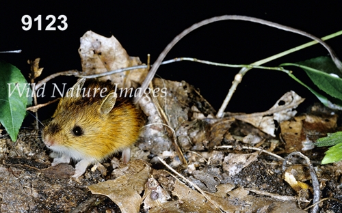 Woodland Jumping Mouse (Napaeozapus insignis)