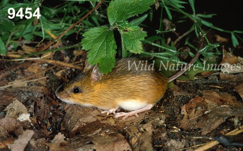Woodland Jumping Mouse (Napaeozapus insignis)