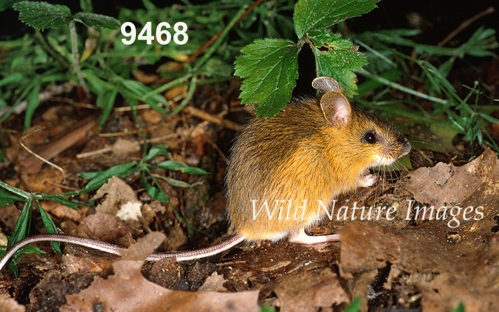 Woodland Jumping Mouse (Napaeozapus insignis)