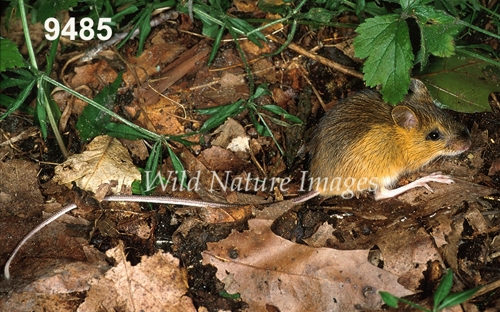 Woodland Jumping Mouse (Napaeozapus insignis)