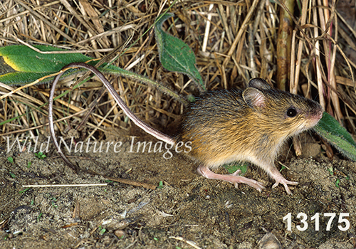 Meadow Jumping Mouse (Zapus hudsonius)