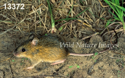 Meadow Jumping Mouse (Zapus hudsonius)