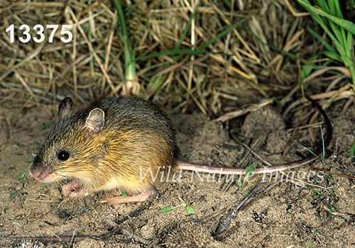 Meadow Jumping Mouse (Zapus hudsonius)