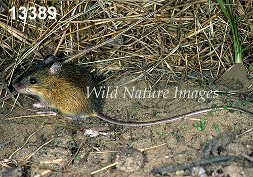 Meadow Jumping Mouse (Zapus hudsonius)