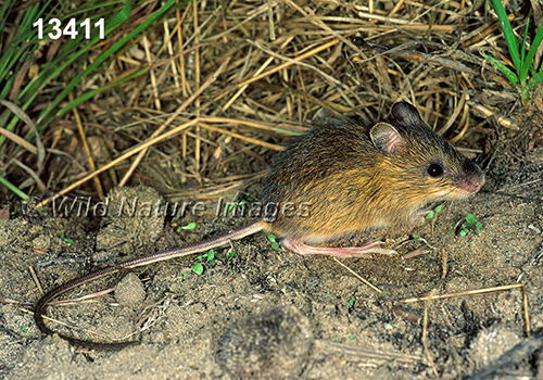 Meadow Jumping Mouse (Zapus hudsonius)