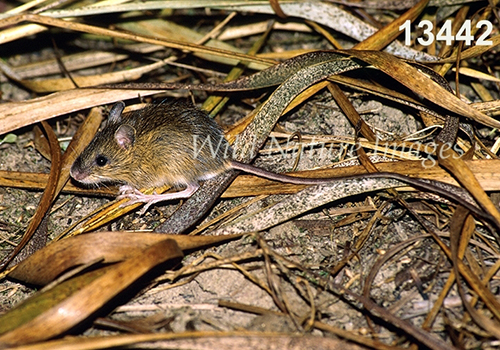 Meadow Jumping Mouse (Zapus hudsonius)