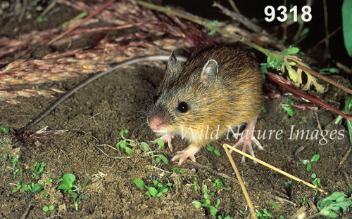 Meadow Jumping Mouse (Zapus hudsonius)