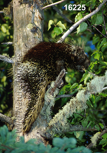 Erethizon-dorsatum North-American-Porcupine