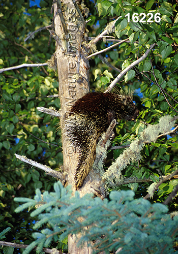 Erethizon-dorsatum North-American-Porcupine