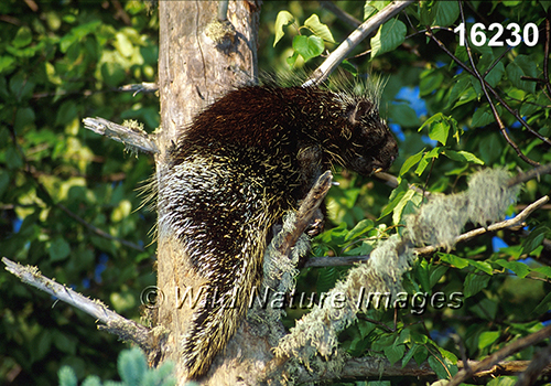Erethizon-dorsatum North-American-Porcupine