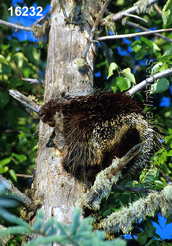 Erethizon-dorsatum North-American-Porcupine