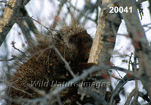 Erethizon-dorsatum North-American-Porcupine