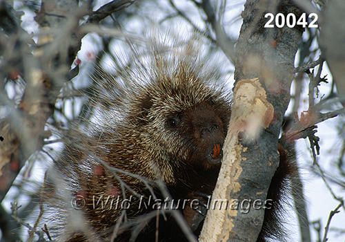 Erethizon-dorsatum North-American-Porcupine