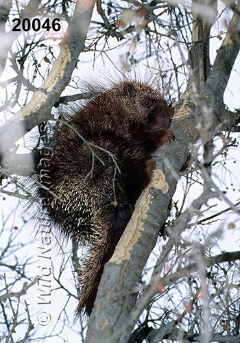 Erethizon-dorsatum North-American-Porcupine