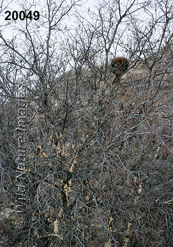 Erethizon-dorsatum North-American-Porcupine