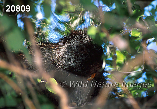 Erethizon-dorsatum North-American-Porcupine