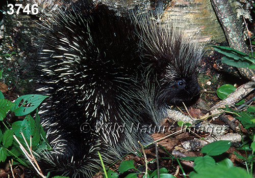 Erethizon-dorsatum North-American-Porcupine
