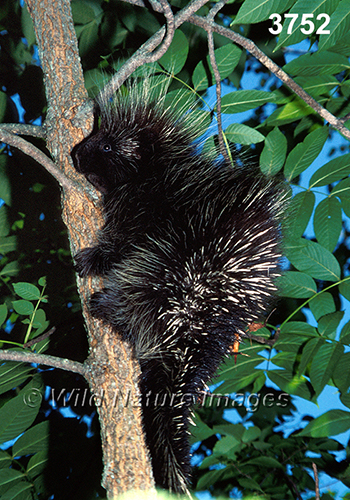 Erethizon-dorsatum North-American-Porcupine