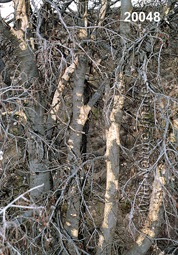 Erethizon-dorsatum North-American-Porcupine