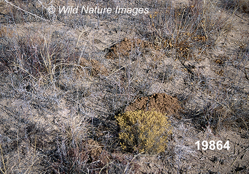 Geomys-bursarius Plains-Pocket-Gopher