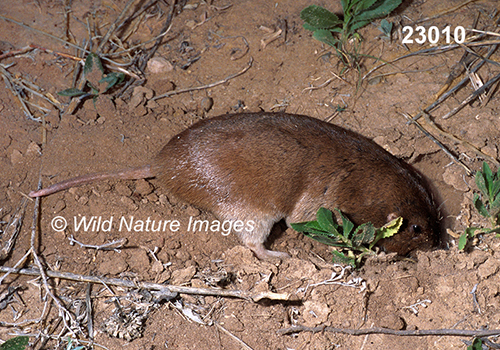 Geomys-bursarius Plains-Pocket-Gopher