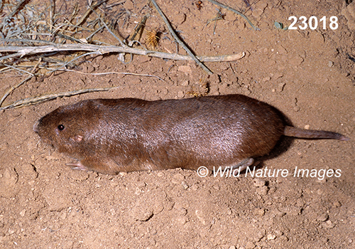 Geomys-bursarius Plains-Pocket-Gopher