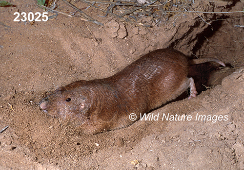 Geomys-bursarius Plains-Pocket-Gopher