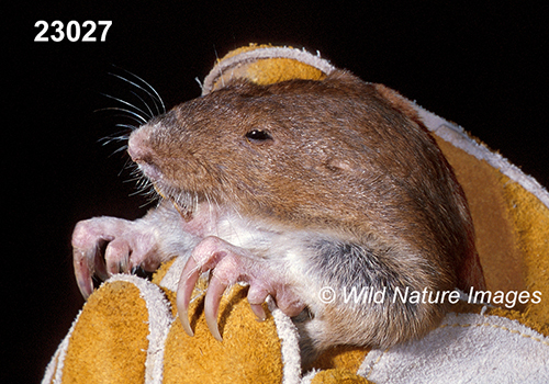 Geomys-bursarius Plains-Pocket-Gopher