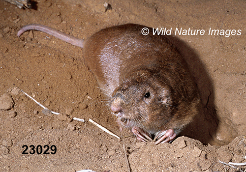 Geomys-bursarius Plains-Pocket-Gopher