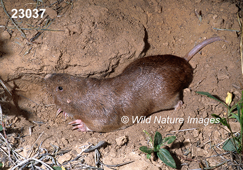 Geomys-bursarius Plains-Pocket-Gopher