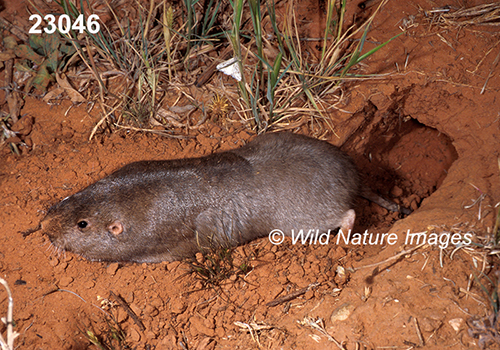 Geomys-bursarius Plains-Pocket-Gopher