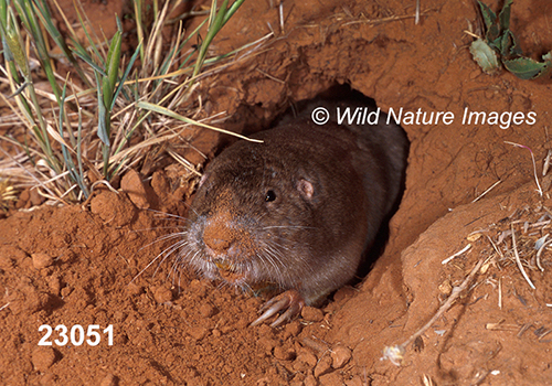 Geomys-bursarius Plains-Pocket-Gopher