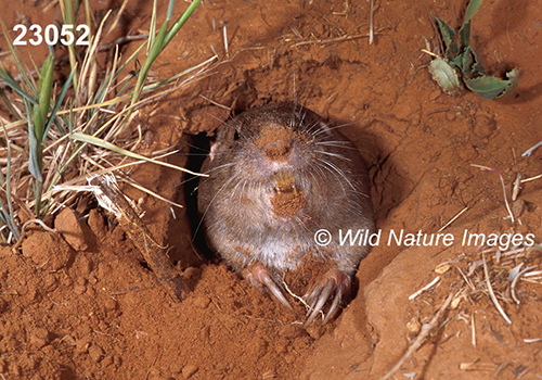 Geomys-bursarius Plains-Pocket-Gopher