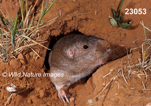 Geomys-bursarius Plains-Pocket-Gopher