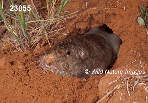 Geomys-bursarius Plains-Pocket-Gopher