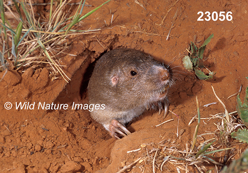 Geomys-bursarius Plains-Pocket-Gopher