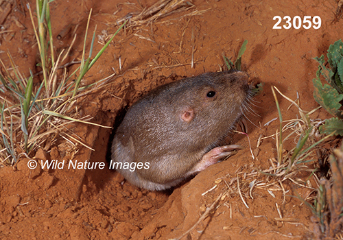 Geomys-bursarius Plains-Pocket-Gopher