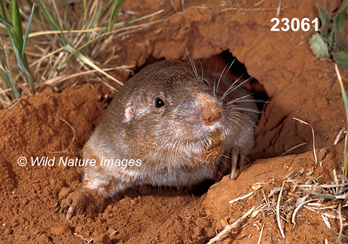 Geomys-bursarius Plains-Pocket-Gopher