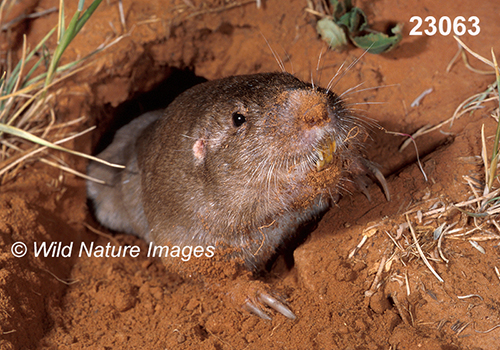 Geomys-bursarius Plains-Pocket-Gopher