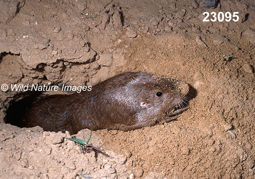 Geomys-bursarius Plains-Pocket-Gopher