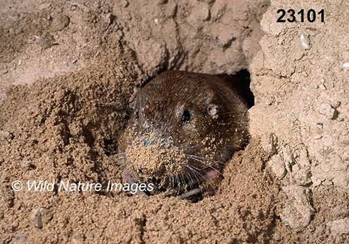 Geomys-bursarius Plains-Pocket-Gopher