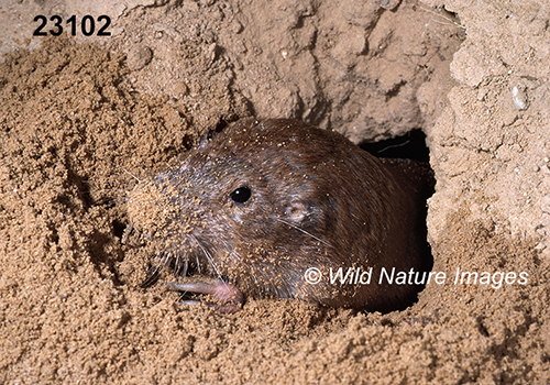 Geomys-bursarius Plains-Pocket-Gopher