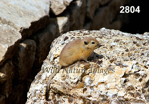 Sand Rat (Psammomys obesus)