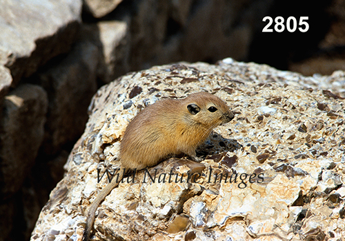 Sand Rat (Psammomys obesus)